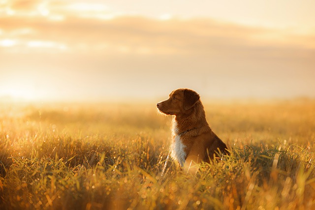 夕日が射す草原に座り込む犬
