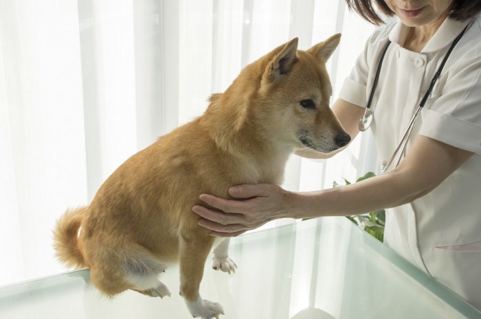 病院で診察を受ける柴犬