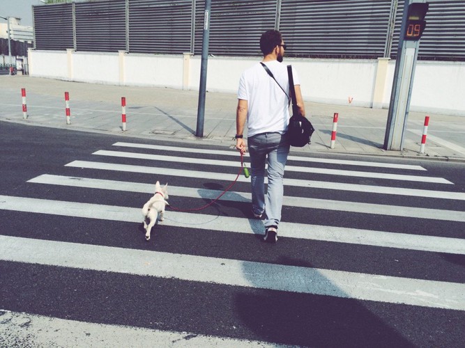 横断歩道を渡る男性と犬