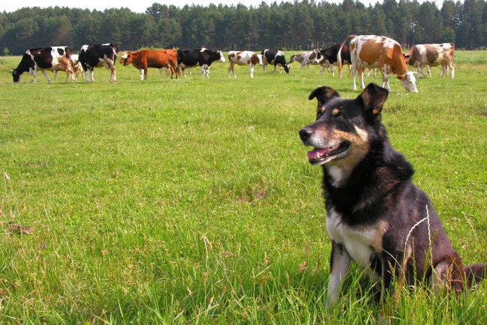 犬の向こうに複数の牛の群れ