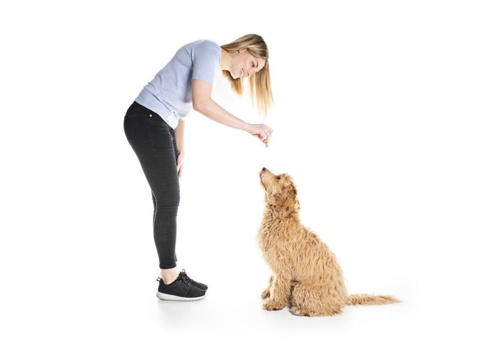 トレーニング中の女性と犬