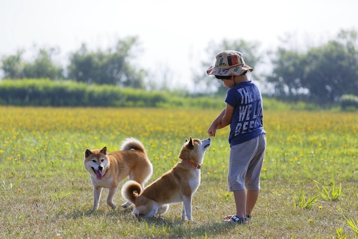 屋外で2匹の柴犬と遊ぶ男の子