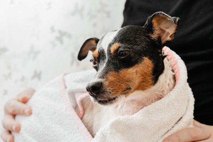 タオルで体を拭かれる犬