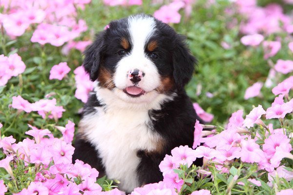 ピンクの花の中にいるセントバーナードの子犬