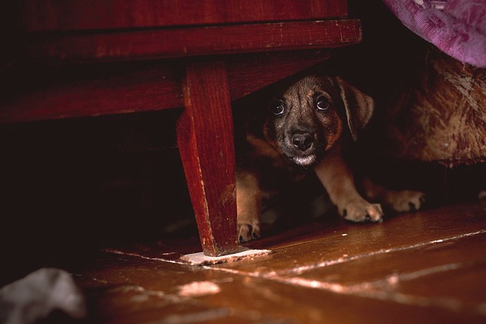 家具の下に隠れる子犬
