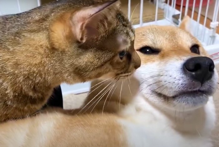 犬の顔を嗅ぐ猫