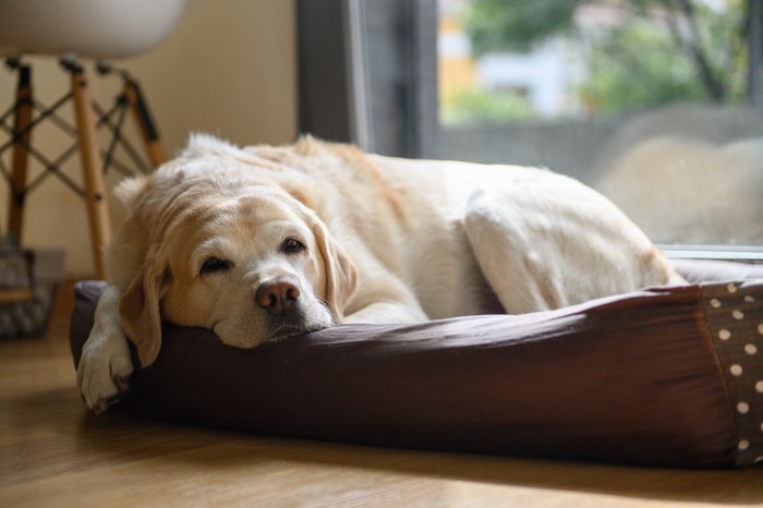 犬用ベッドで寝る大型犬