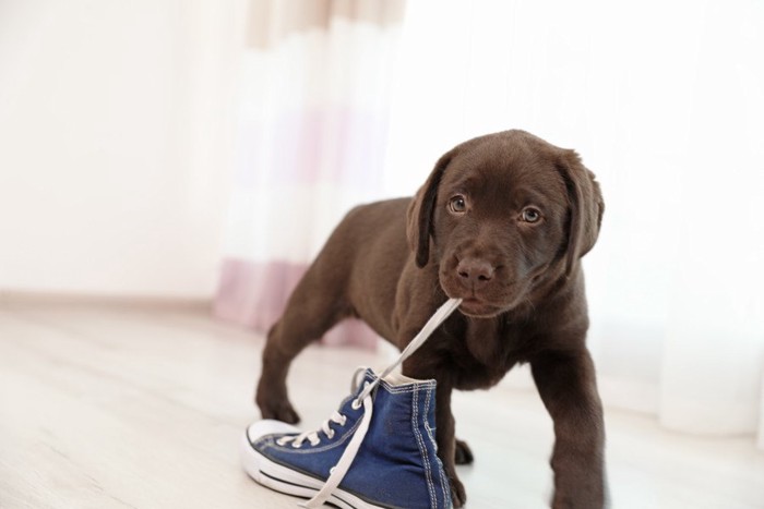 靴紐を噛んで遊ぶ子犬