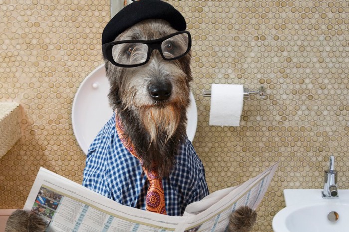 メガネかけて新聞を読む犬