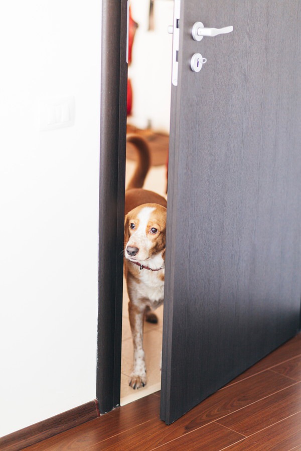 開いたドアから覗いている犬