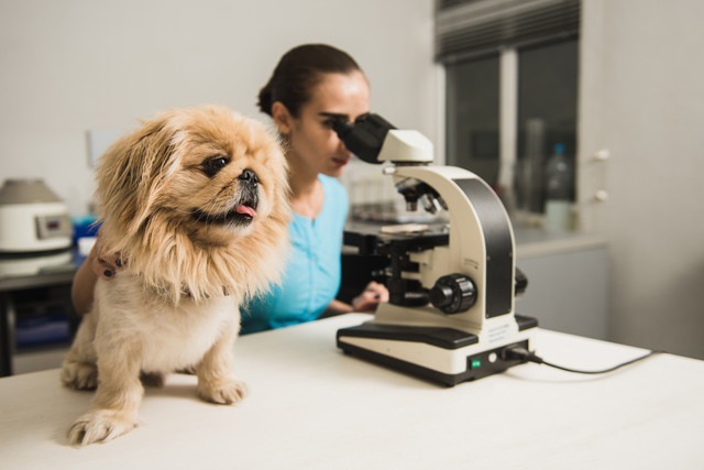 犬と顕微鏡を覗く医師