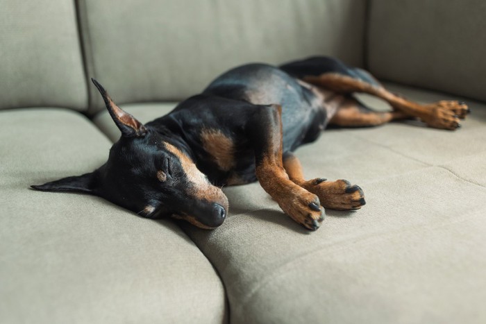 ソファーに手足を伸ばして横たわる犬