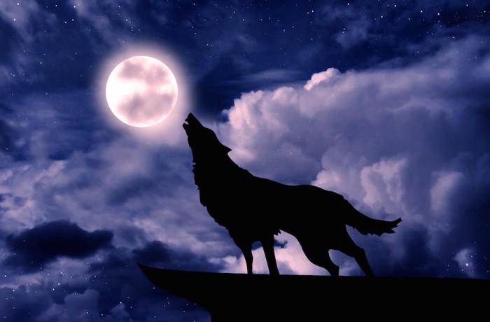 満月に遠吠えするオオカミ