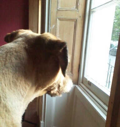 外を眺める犬