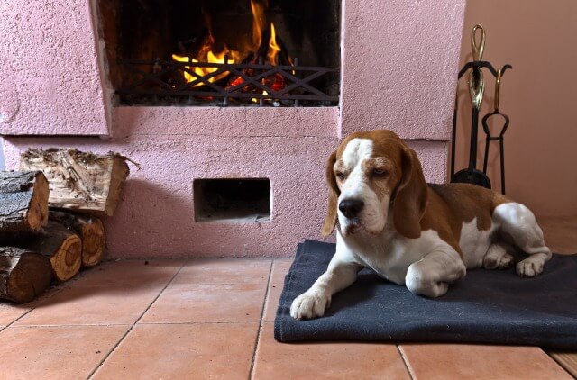 暖炉の前に陣取る犬 