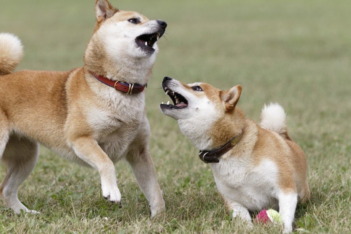 犬同士の喧嘩
