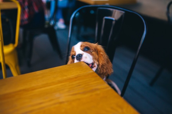 テーブルの角を噛む犬