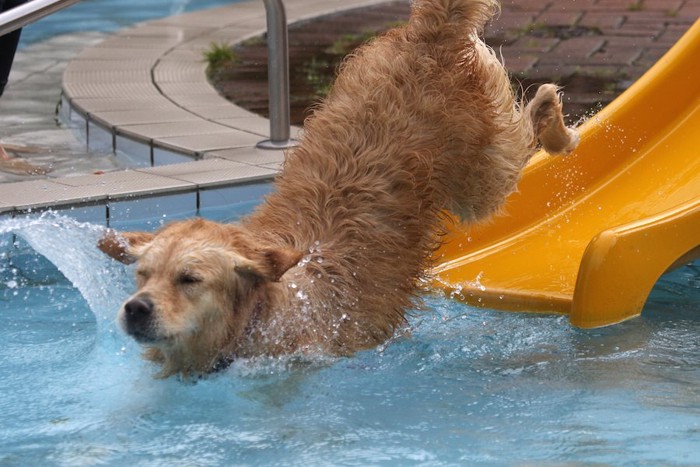 滑り台から水に飛び込む大型犬