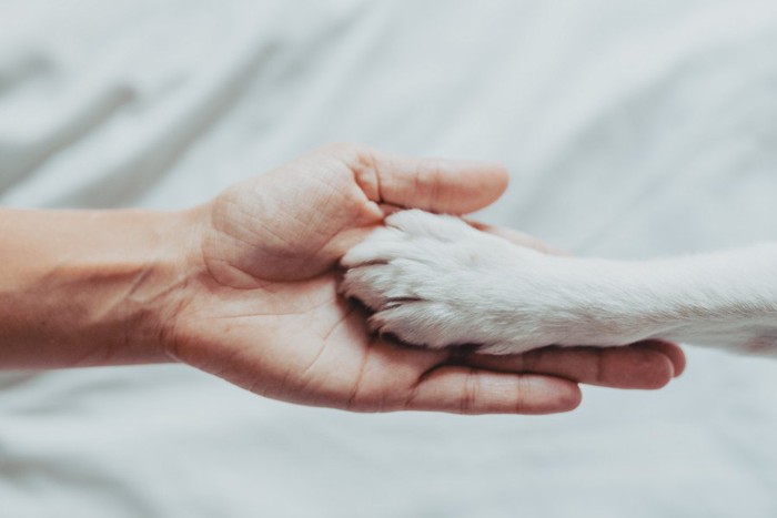 人の手と白い犬の手