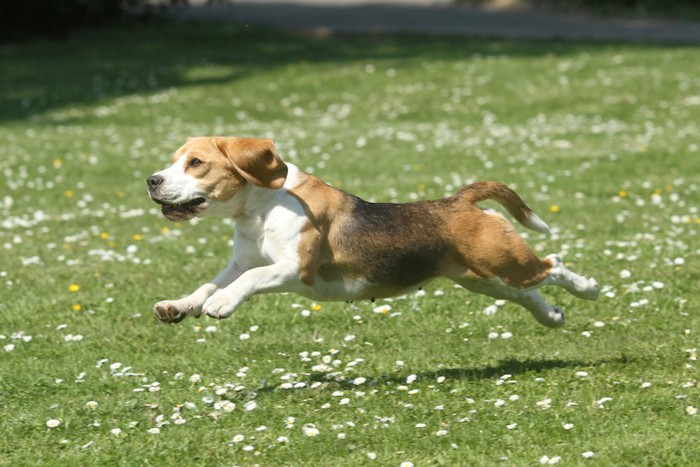 芝生の上を走り回る犬