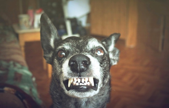 牙を見せて威嚇している黒い犬