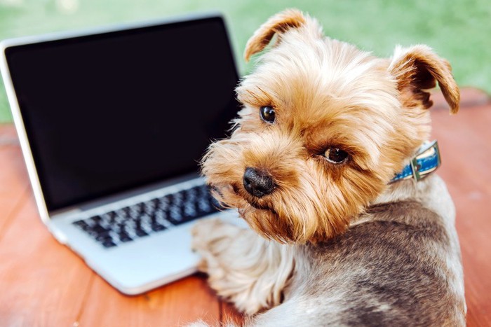 ノートパソコンを開く犬