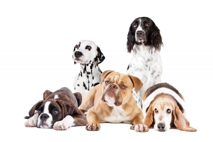 5頭の違う犬種の犬たち 