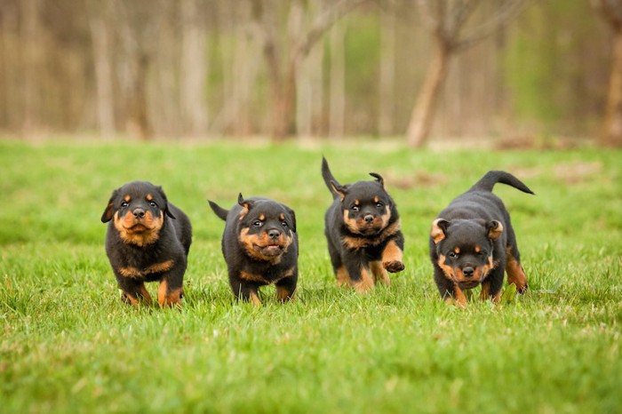 芝生を並んで走る4匹の子犬