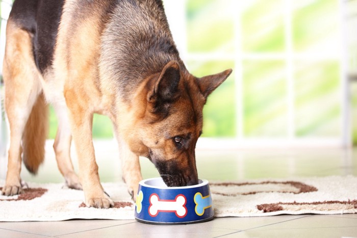 青い皿で食事をする大型犬