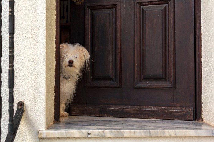 玄関から覗く犬