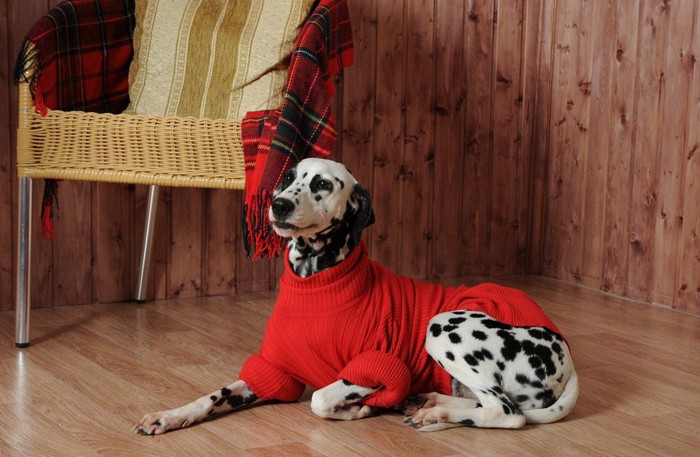 赤いセーターを着た犬