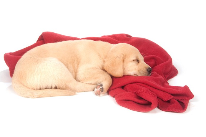 赤い毛布とゴールデンレトリバーの子犬