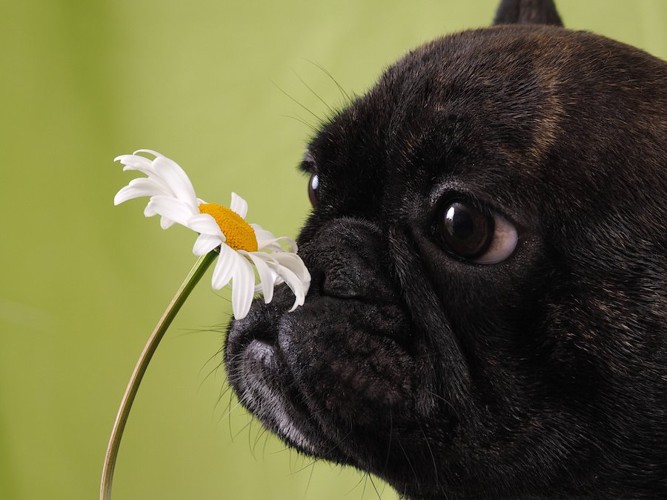 花のにおいを嗅ぐ犬
