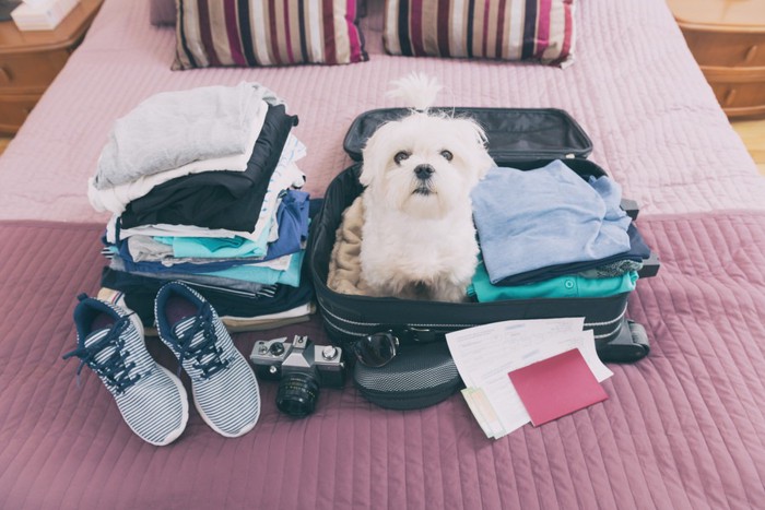 スーツケースの中に入り込んでこちらを見つめる犬