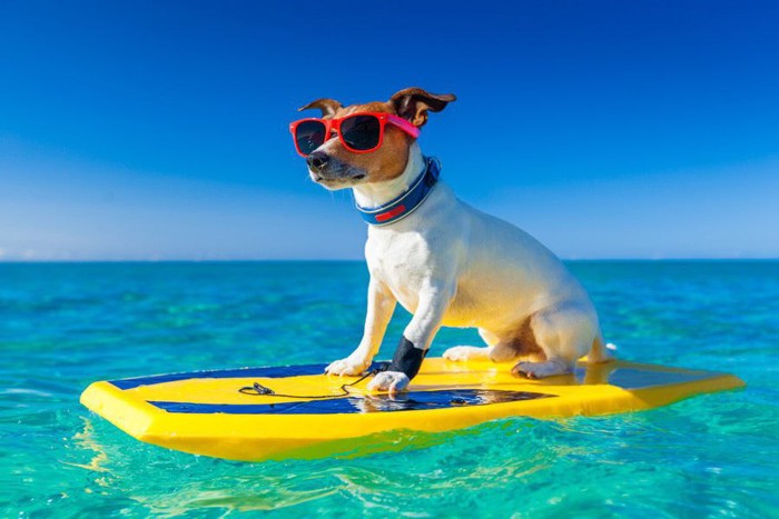 サーフィンをする犬