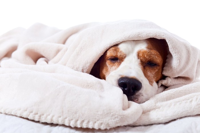 毛布に包まれて眠る犬