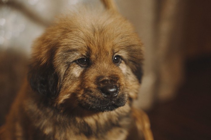 チベタンマスティフの子犬