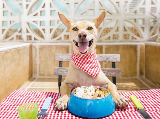 赤チェックのバンダナとランチョンマットで食事する犬