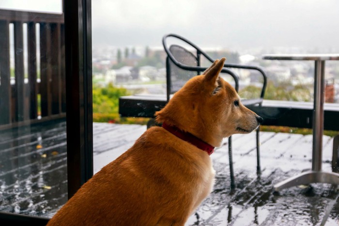 雨を見つめる柴犬