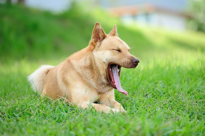 芝生の上で伏せてあくびをする犬
