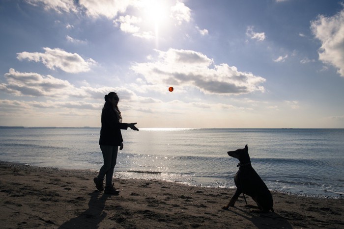 海辺でボールを投げてもらう犬