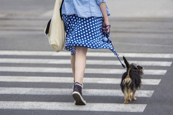 犬と散歩する女性の後ろ姿