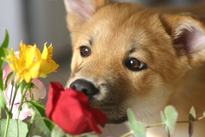 バラの臭いを嗅ぐ子犬