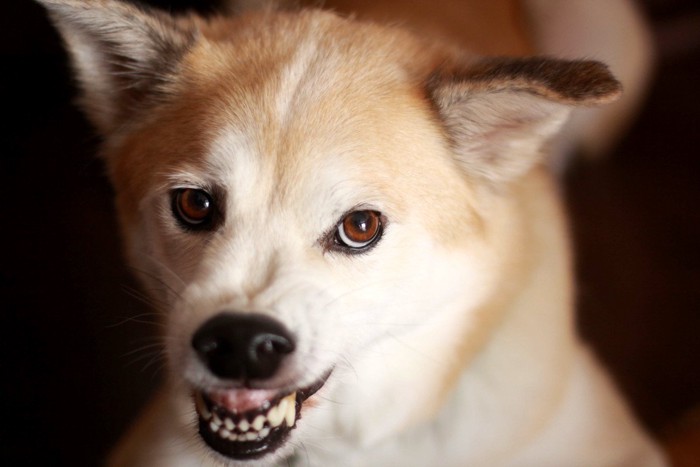 歯茎が見えるほど威嚇する犬の顔のアップ