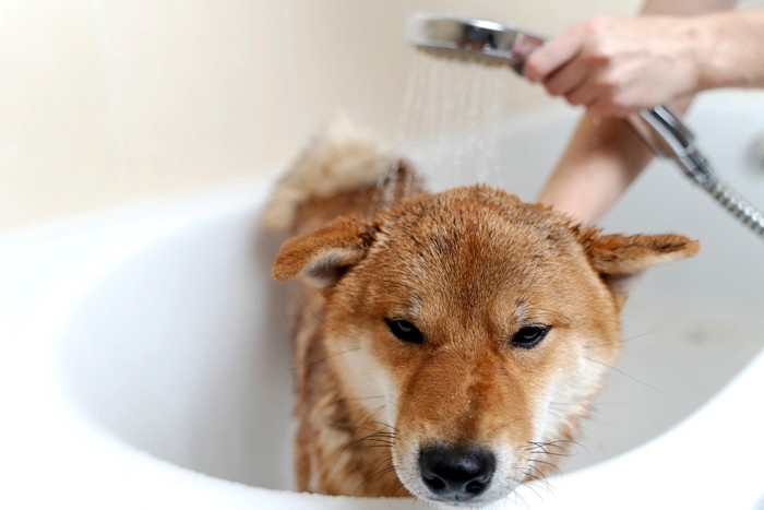 シャワー中の柴犬