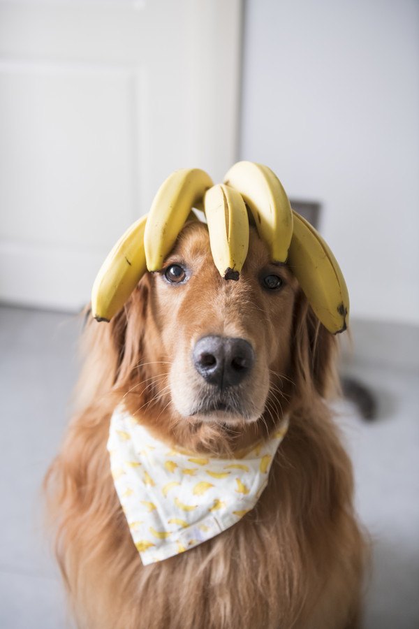 頭にバナナを乗せた犬