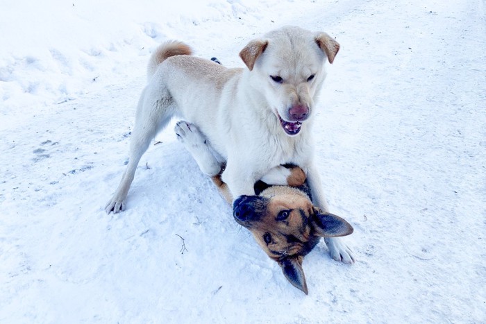 雪の上でじゃれる犬たち