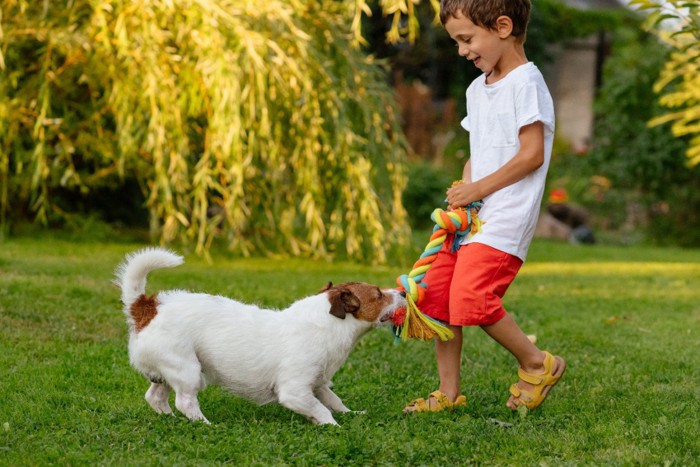 おもちゃで引っ張りっこ遊びをする犬と男の子
