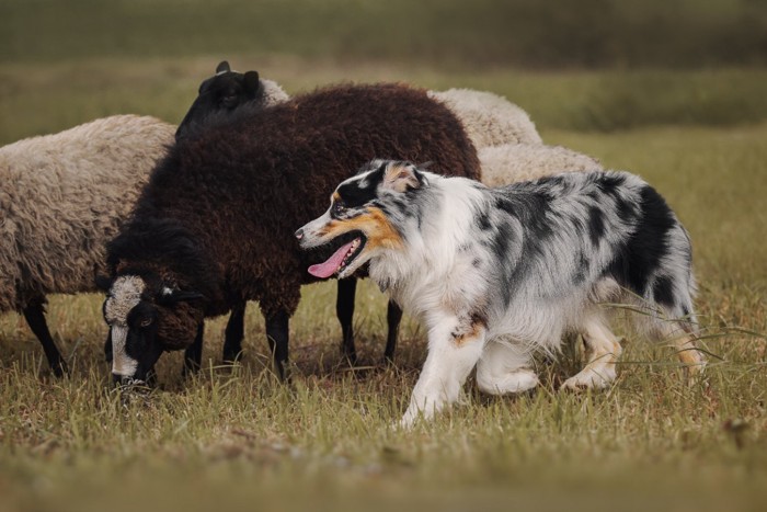 羊をハーディング中のオーストラリアンシェパード