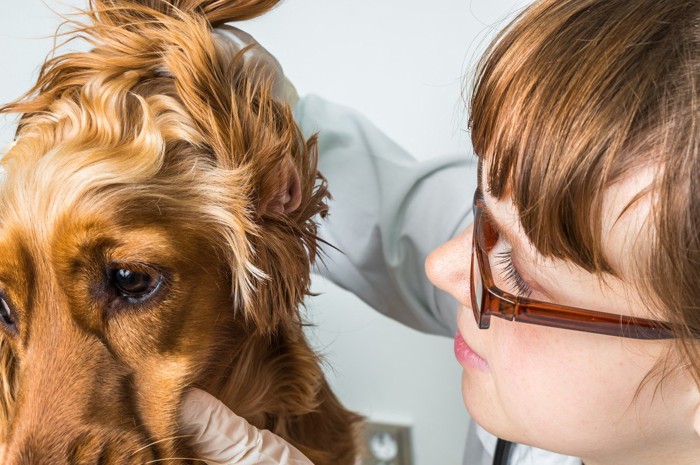 獣医に耳を診察される犬
